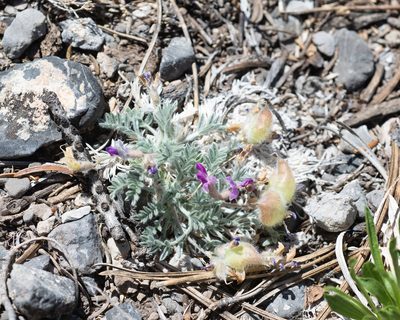 Astragalus piutensis, photographed by Dominic Gentilcore