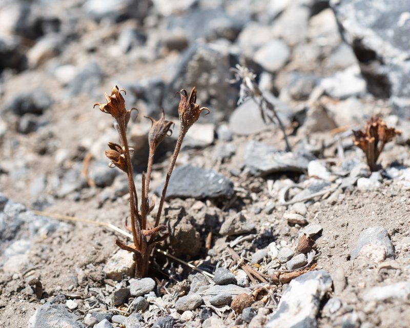 Orobanche fasciculata, photographed by Dominic Gentilcore