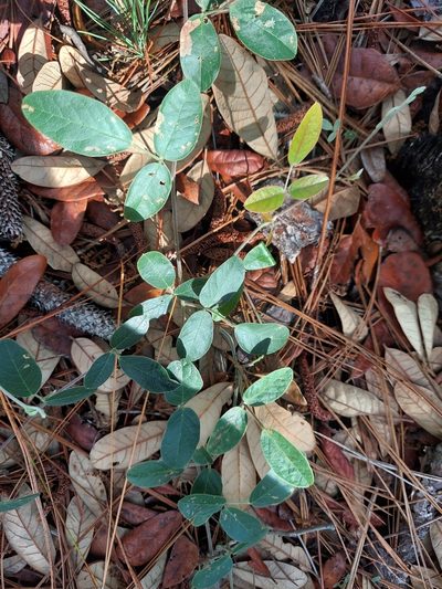 Galactia floridana, photographed by Athena Philips