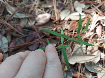 Phoebanthus grandiflorus, photographed by Athena Philips
