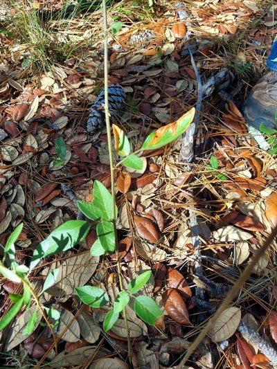 Desmodium floridanum, photographed by Athena Philips
