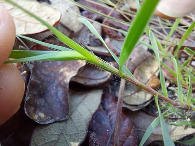 Polygonella robusta, photographed by Athena Philips