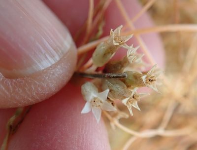Cuscuta subinclusa, photographed by Millie Basden