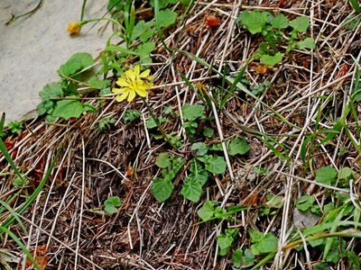 Lapsanastrum takasei, photographed by Jacy Chen