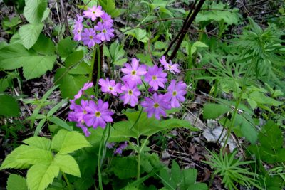 Primula cortusoides, photographed by Оксана Серикова