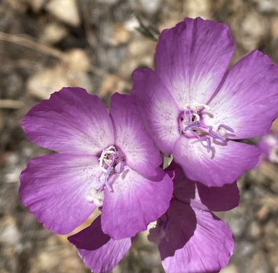 Clarkia lewisii, photographed by Irene