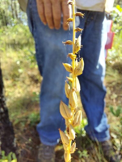 Schoenocaulon dubium, photographed by Athena Philips