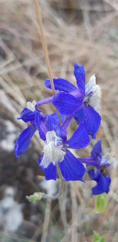 Delphinium sutherlandii, photographed by Leanne Stacy Reitan