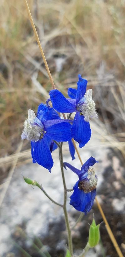 Delphinium sutherlandii, photographed by Leanne Stacy Reitan