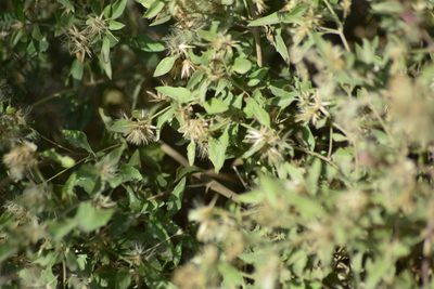 Austrobrickellia patens, photographed by veonatura