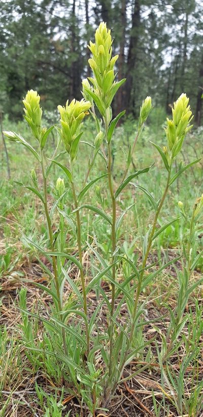 Castilleja lutescens, photographed by Leanne Stacy Reitan