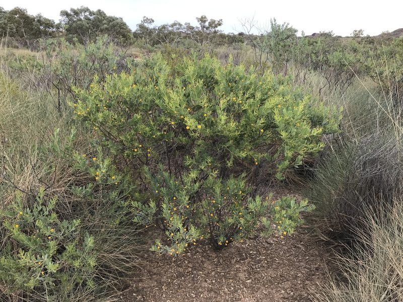 Acacia bivenosa, photographed by Miguel de Salas