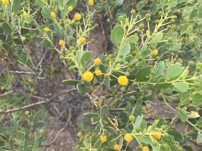 Acacia bivenosa, photographed by Miguel de Salas