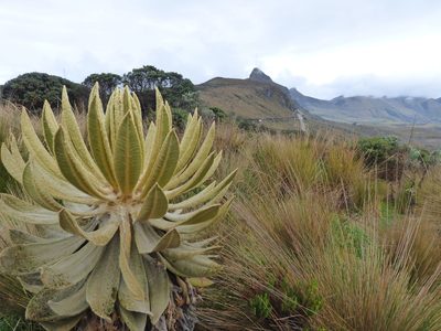 Espeletia hartwegiana, photographed by Daniel van der Post