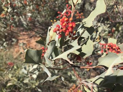 Grevillea wickhamii, photographed by Miguel de Salas