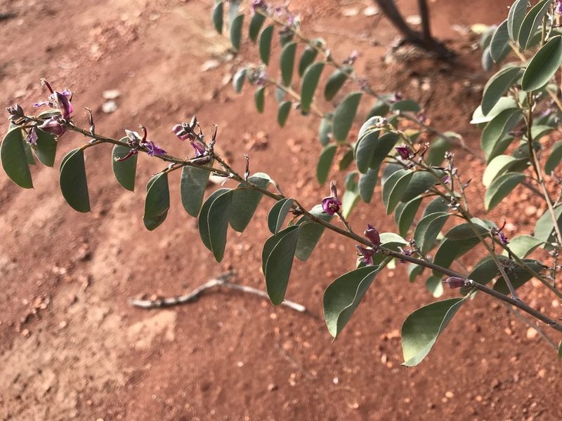 Indigofera monophylla, photographed by Miguel de Salas