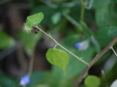 Triumfetta annua, photographed by Dinesh Valke