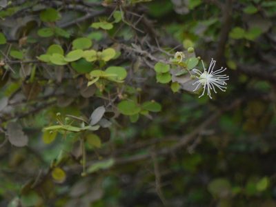 Capparis rotundifolia, photographed by Dinesh Valke