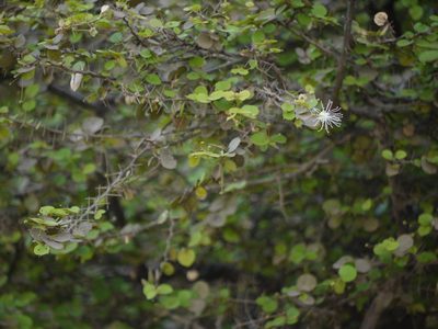 Capparis rotundifolia, photographed by Dinesh Valke