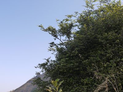 Capparis rotundifolia, photographed by Dinesh Valke
