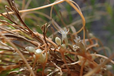 Cuscuta subinclusa, photographed by Madeleine Claire
