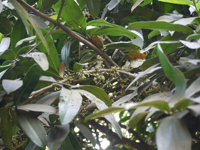 Mammea suriga, photographed by Dinesh Valke