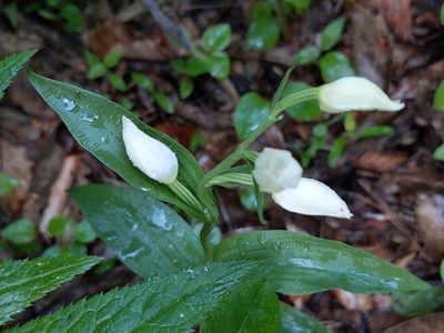 Cephalanthera damasonium, photographed by Zoltán Stekkelpak