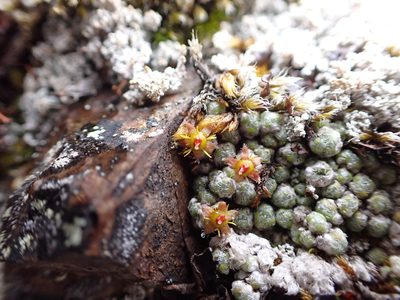 Saxifraga serpyllifolia, photographed by Matt Muir