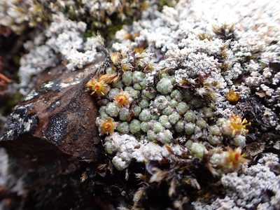 Saxifraga serpyllifolia, photographed by Matt Muir