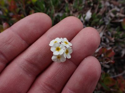 Androsace lehmanniana, photographed by Matt Muir
