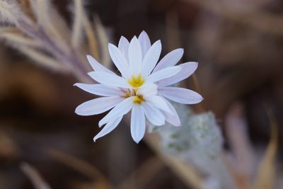Lessingia virgata, photographed by Ken-ichi Ueda