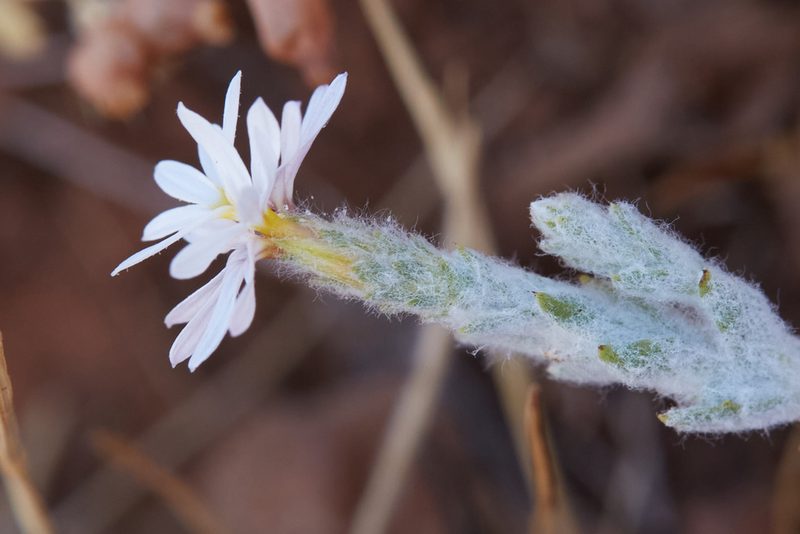Lessingia virgata, photographed by Ken-ichi Ueda