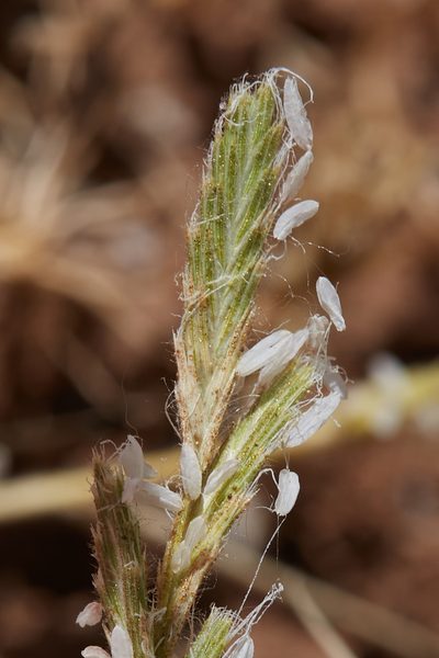 Orcuttia tenuis, photographed by Ken-ichi Ueda