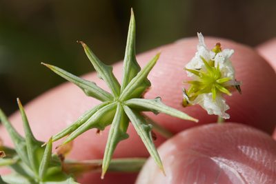 Damasonium californicum, photographed by Ken-ichi Ueda