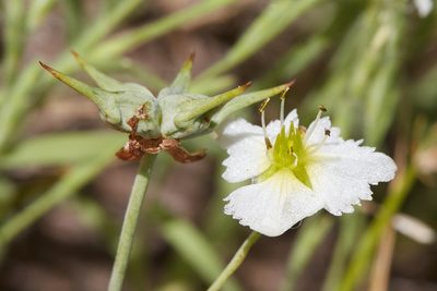 Damasonium californicum, photographed by Ken-ichi Ueda