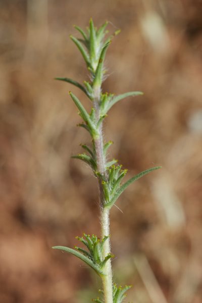 Calycadenia fremontii, photographed by Ken-ichi Ueda