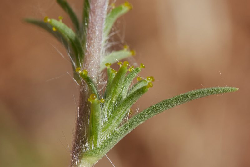 Calycadenia fremontii, photographed by Ken-ichi Ueda