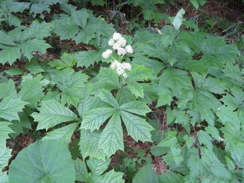 Rodgersia podophylla, photographed by Marco Mussita