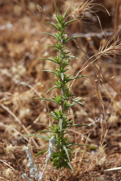 Calycadenia fremontii, photographed by Ken-ichi Ueda
