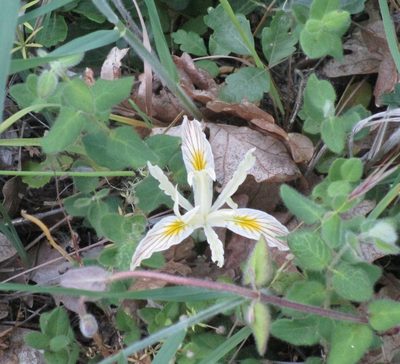 Iris chrysophylla, photographed by sprcrkwild