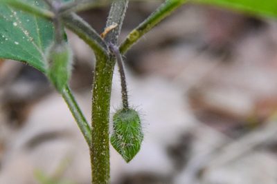 Physalis virginiana, photographed by Jay Pruett
