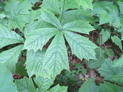 Rodgersia podophylla, photographed by Marco Mussita