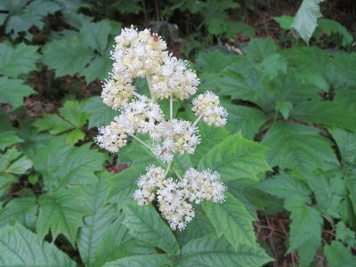 Rodgersia podophylla, photographed by Marco Mussita