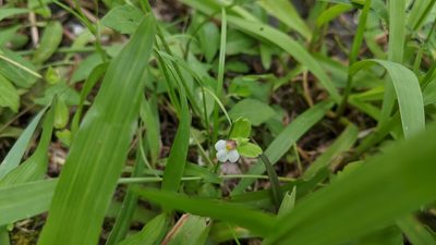 Yamazakia pusilla, photographed by Cheng-Te Hsu