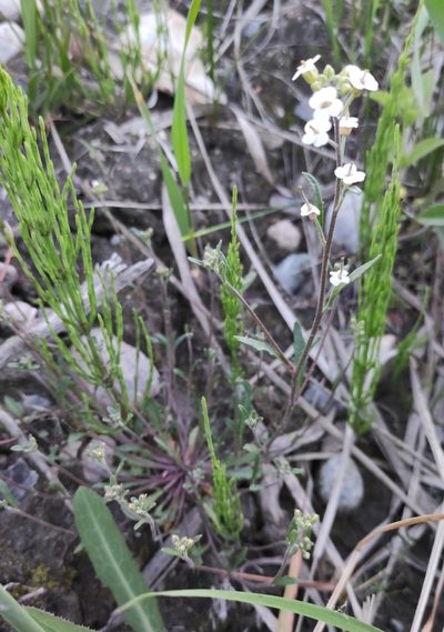 Braya humilis, photographed by Юлия