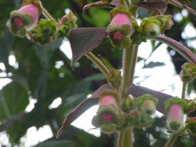 Kohleria warszewiczii, photographed by Daniel van der Post