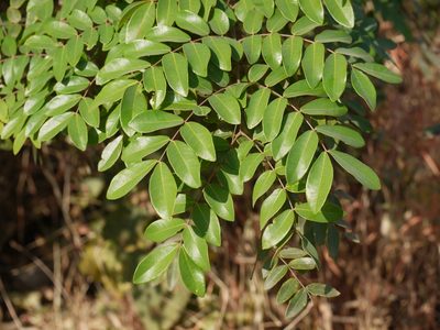 Moullava spicata, photographed by Dinesh Valke