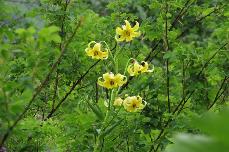 Lilium kesselringianum, photographed by Марина