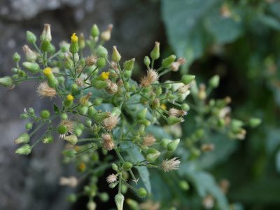 Blumea virens, photographed by Dinesh Valke