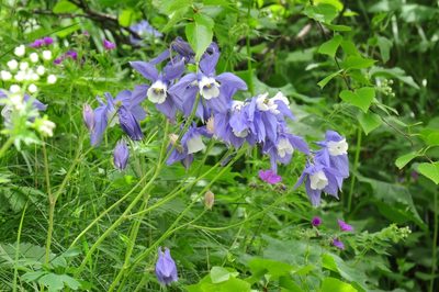 Aquilegia olympica, photographed by Марина
